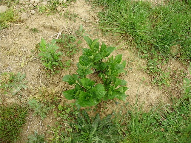 hortenzija